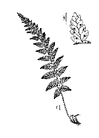 drawing of cystopteris bulbifera plant parts